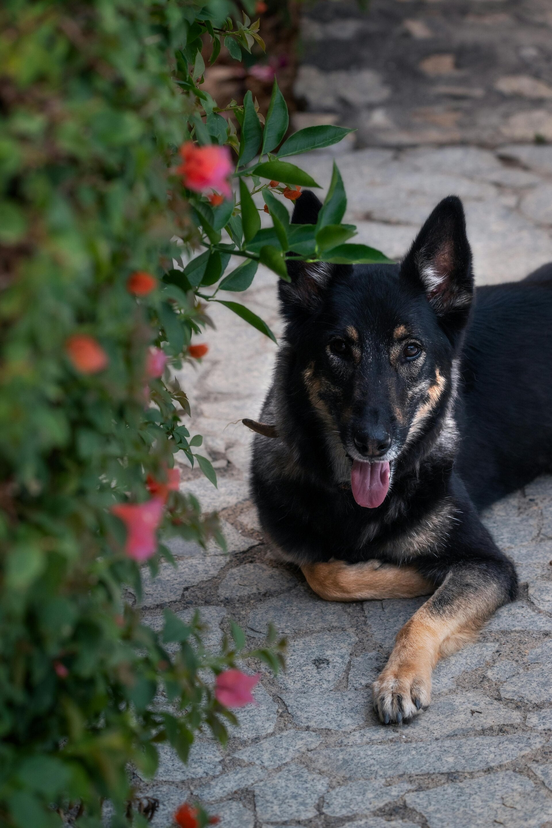 Luna the German Shepherd
